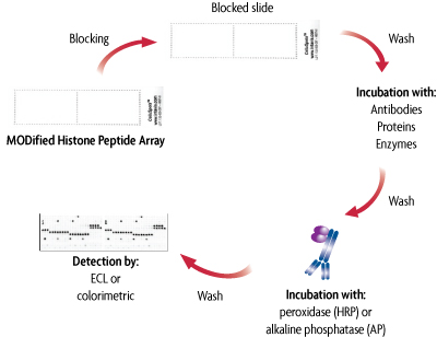 Flow chart of the MODified Histone Peptide Array