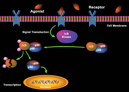Diagram of NFkB activation.