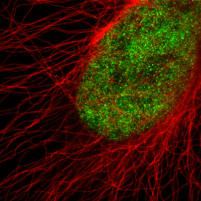 Use of Active Motif's primary alpha Tubulin and H3K4me3 antibodies and Chromeo 488 fluorescent secondary antibody in STED microscopy
