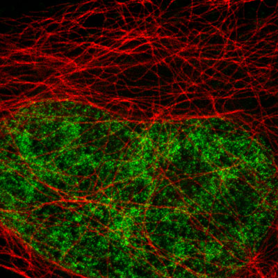 Active Motif's primary alpha Tubulin and H3K4me3 antibodies and its Chromeo 494 and ATTO 647N fluorescent secondary antibodies in STED microscopy