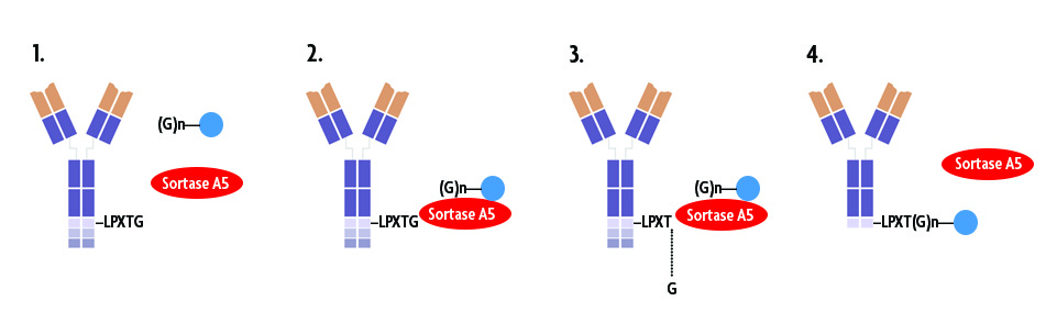 The Sortag-IT™ Labeling Kit for AbFlex® recombinant antibodies