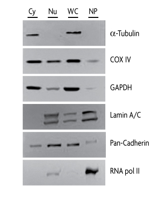 Western blots of specific proteins from cellular fractions obtained with the Nuclear Extract Kit.