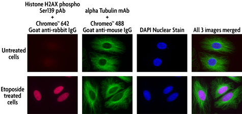 Multi-color staining of Phospho H2AX and tubulin using Chromeo 642 and Chromeo 488 secondary antibodies