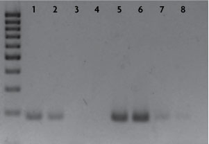 Bridging Antibody Data