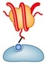 Protein reader