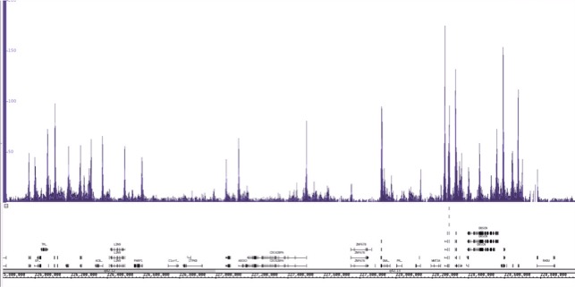 ChIP-IT Express ChIP-Seq data.