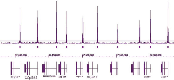 ChIP-Seq data generated by Active Motif Epigenetic Services shows that H3K4me3 peaks are present at the start site of all Zfp genes