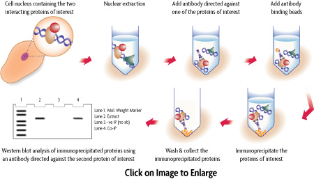 Click on the image to enlarge. Flow chart of the Co-Immunoprecipitation procedure used in the Nuclear Complex Co-IP Kit