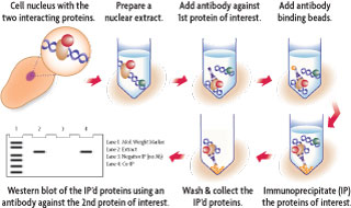 Flow chart of the Nuclear Complex Co-IP Kit method for co-immunoprecipitation of nuclear protein complexes