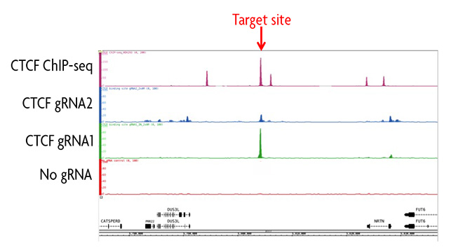 enChIP can be used to identify potential DNA looping interactions.