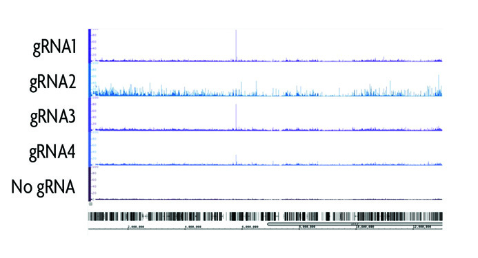 Comparison of binding site specificity of various gRNA sequences.