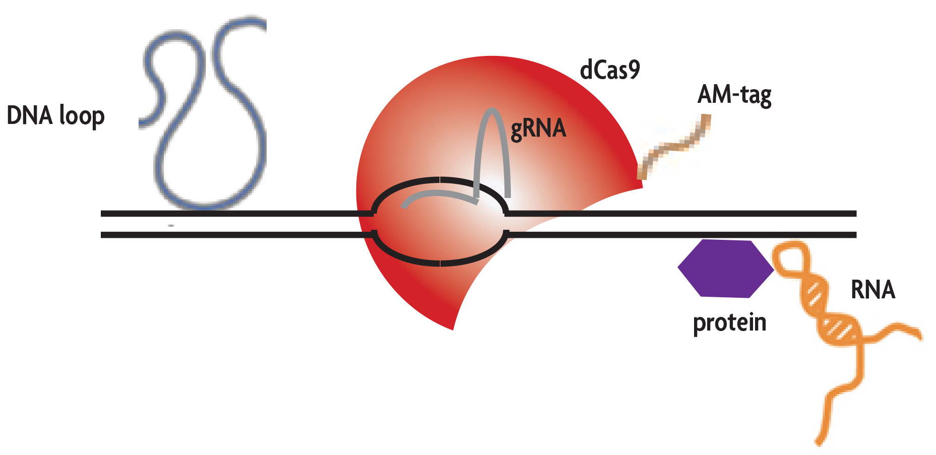 enChIP identified DNA binding interactions