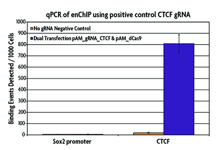 enChIP is validated for use with promoter, enhancer and insulator elements. It is not recommended for use on repressive regions