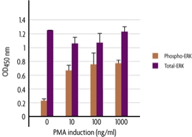 Measurement of phosphorylated ERK1/2 (T202/Y204 & T185/Y187) and total ERK1/2 using the FACE ERK1/2 Cell Based ELISA (In Cell Western) method.
