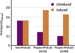 Measurement of phosphorylated NFkB p65 (S468 and S536) and total NFkB p65 using the FACE NFkB p65 Profiler Cell Based ELISA (In Cell Western) method.