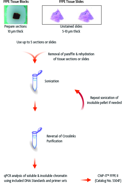 Flow chart of ChIP-IT FFPE Chromatin Preparation Kit