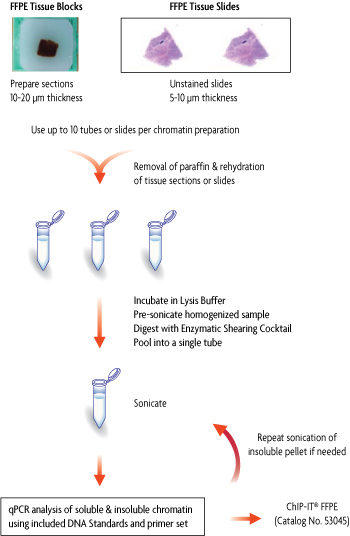 Flow chart of ChIP-IT FFPE Chromatin Preparation Kit
