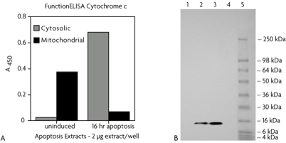 Localization of cytochrome c