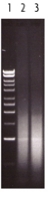 mTRAP gel