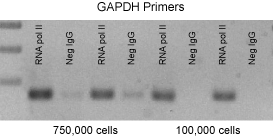 ChIP-IT Express Data