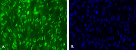 Staining of Oct-4 using Chromeo 505 secondary antibody