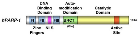PARP-1 protein domains.