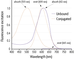 Absorption and emission spectra of free vs. bound ProStain dye