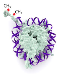 Recombinant Nucleosomes