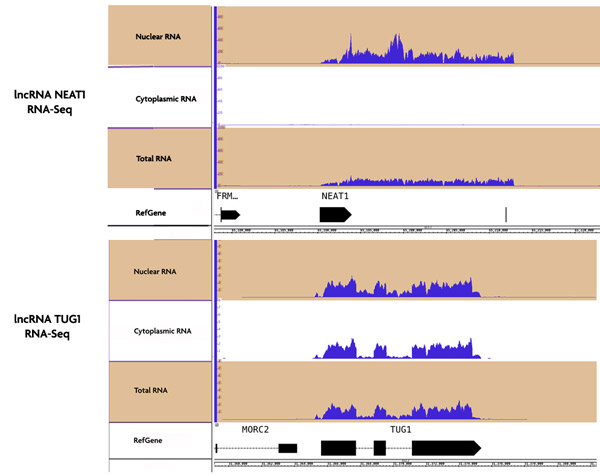 RNA-Seq data of nuclear and cytoplasmic RNA fractions purified with the RNA Subcellular Isolation Kit