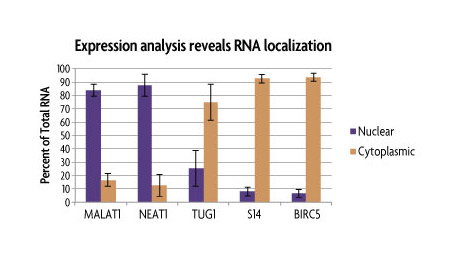 RT-qPCR Expression Data of nuclear and cytoplasmic RNA fractions purified with the RNA Subcellular Isolation Kit