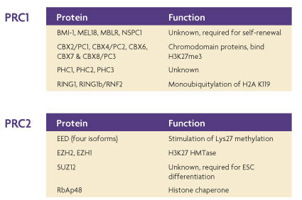 Polycomb complexes and subunits