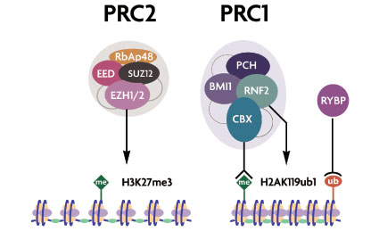 Polycomb complexes and subunits