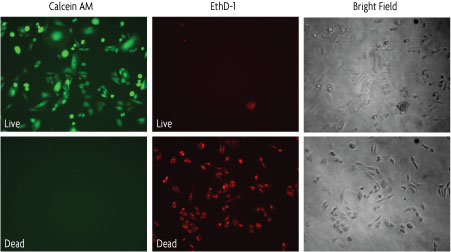 Analysis of ToxCount data using a Fluorescent Microscope ToxCount data