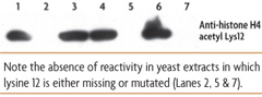 Western Blot 2