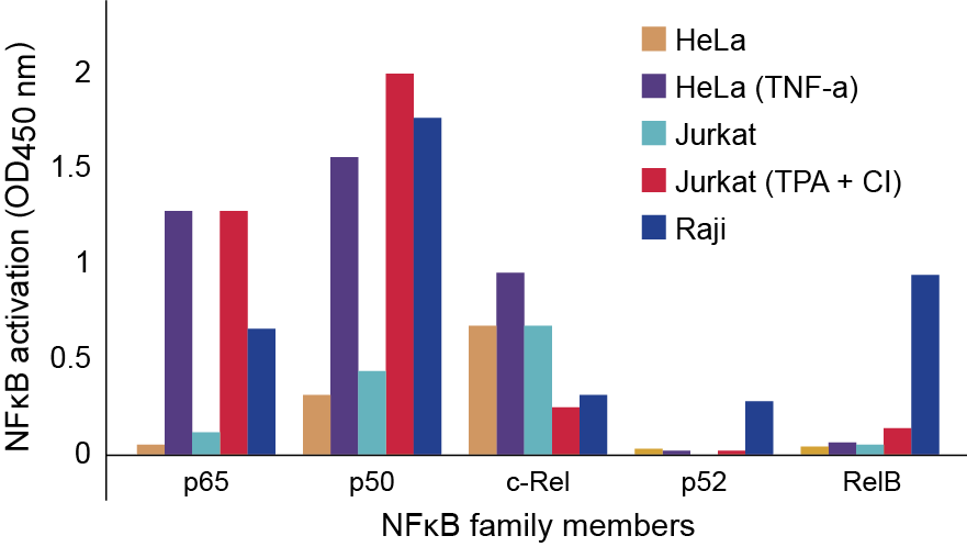 NFkB family profiling of DNA binding activation in various cell lines