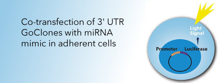 Video: Identifying Targets of Human microRNAs with the LightSwitch Luciferase Assay System using 3&acute;UTR-reporter constructs and a microRNA mimic in adherent cells
