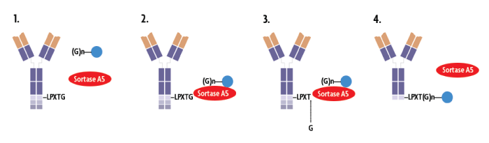 The Sortag-IT™ Labeling Kit for AbFlex recombinant antibodies