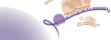 miRNA and cancer eBook