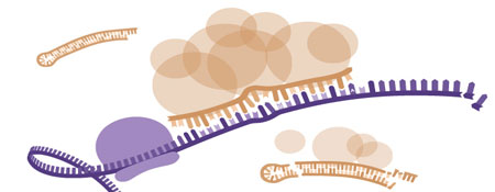 Post-Transcriptional Regulation