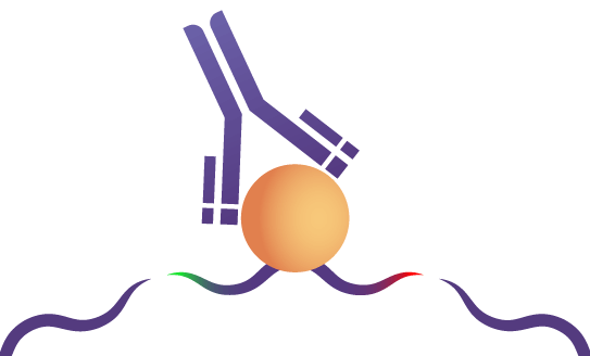 TIP-ChIP-Validated Antibodies