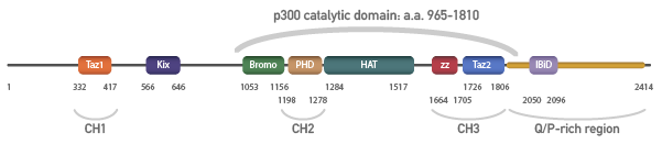 p300