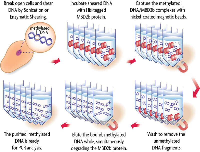 MethylCollector MBD Capture Kit