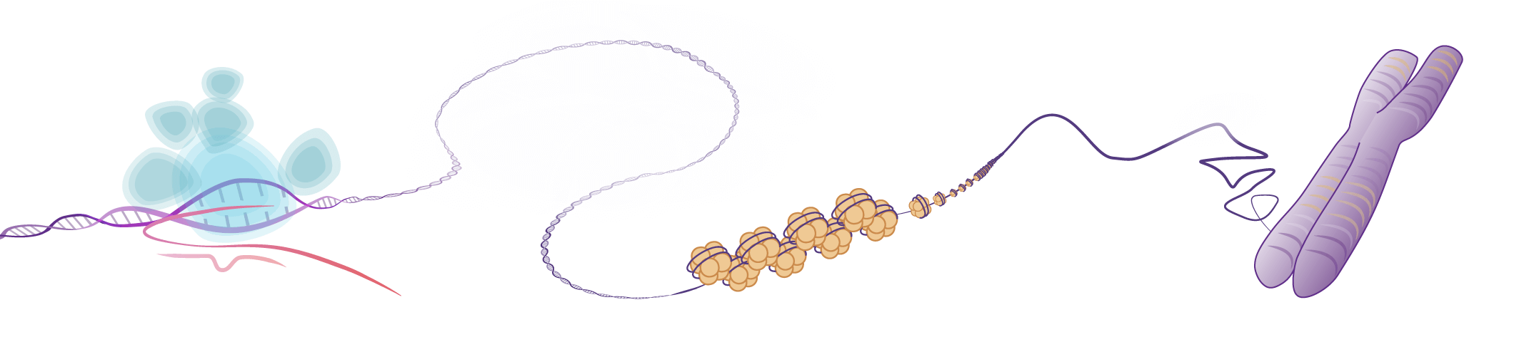 Complete Guide to Understanding Epigenetics