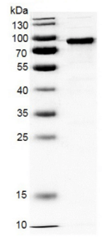 Histone H3 PTM Multiplex Data of Histone Abundance in Mouse Tissue.