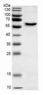 Histone H3 PTM Multiplex Data of Histone Abundance in Mouse Tissue.