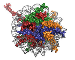 Histone mutations in cancer