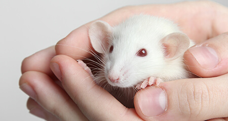 Epigenomic analysese in mice and human