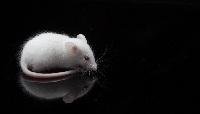 Autism in Mice