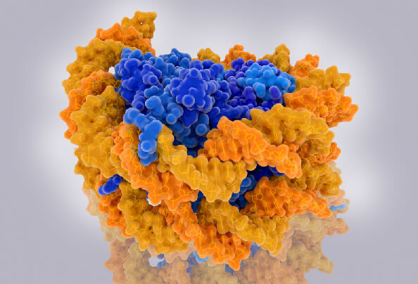 Nucleosome