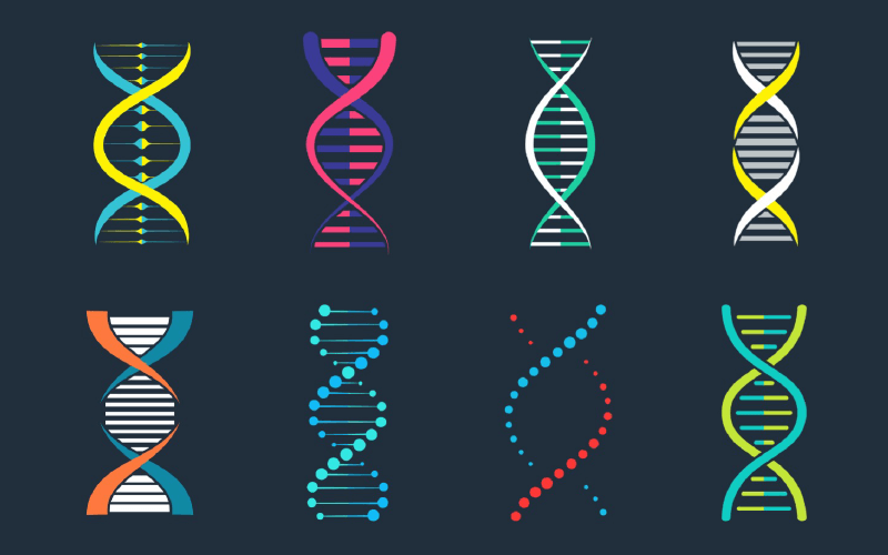 DNA Strands